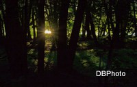 /album/galerie-photos/soleil-sous-bois-modifie-1-jpg/